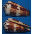 Conus planorbis